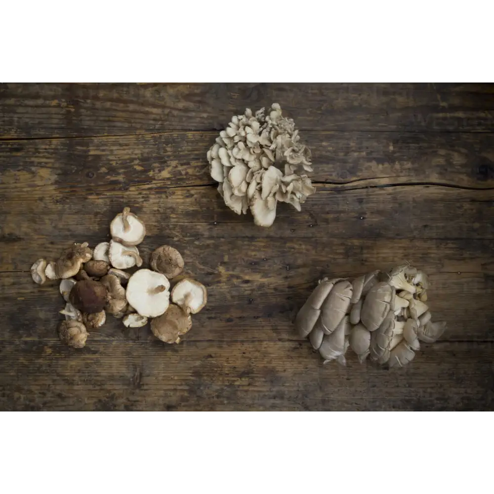 Dr Watson 500mg Heart Health Mushroom Complex Capsules - 60 Capsules - Nootropics & Supplements