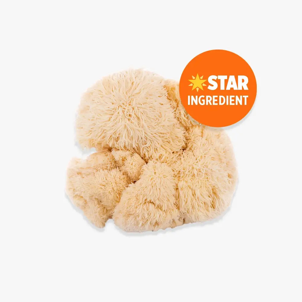 Orange County Organic Pure Lion’s Mane Extract Powder Max Strength 240000mg - Nootropics & Supplements